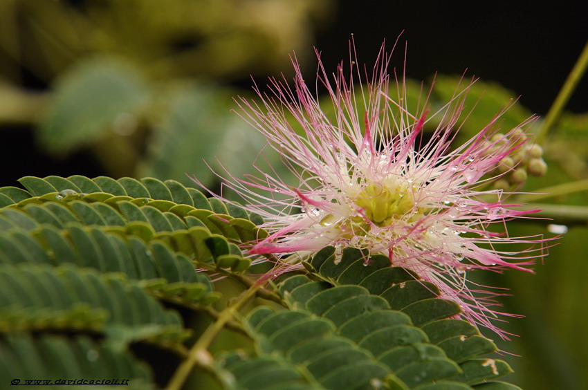 Albizia julibrissin